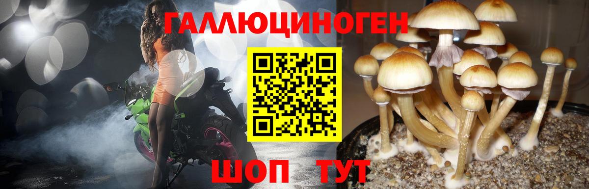 Псилоцибиновые грибы Cubensis Урай